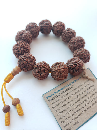 Shiva Rudraksha-Large beads
